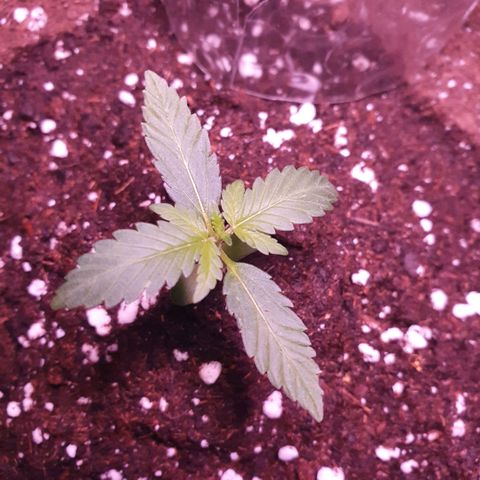 Sticky Orange 🍊 growlog timeline photo