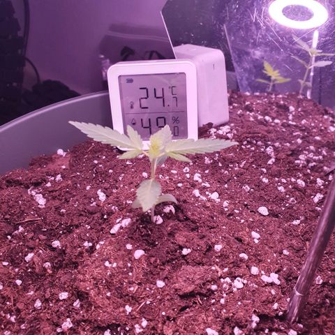 Sticky Orange 🍊 growlog timeline photo