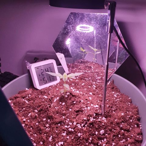 Sticky Orange 🍊 growlog timeline photo