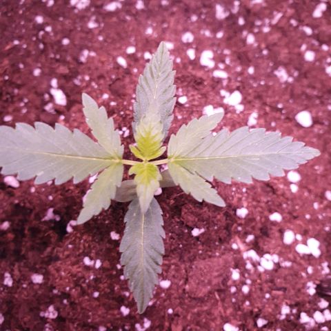 Sticky Orange 🍊 growlog timeline photo