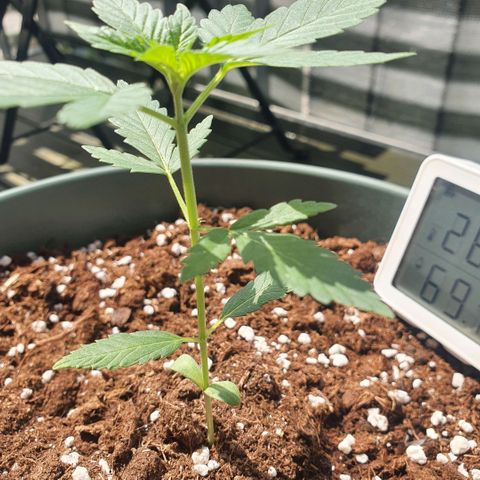 Sticky Orange 🍊 growlog timeline photo