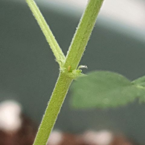 Sticky Orange 🍊 growlog timeline photo