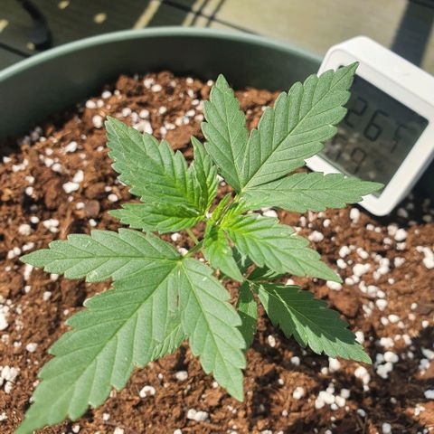 Sticky Orange 🍊 growlog timeline photo