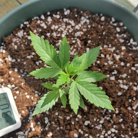 Sticky Orange 🍊 growlog timeline photo