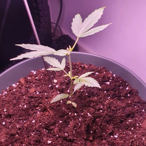 Sticky Orange 🍊 growlog timeline photo