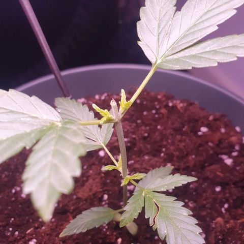 Sticky Orange 🍊 growlog timeline photo