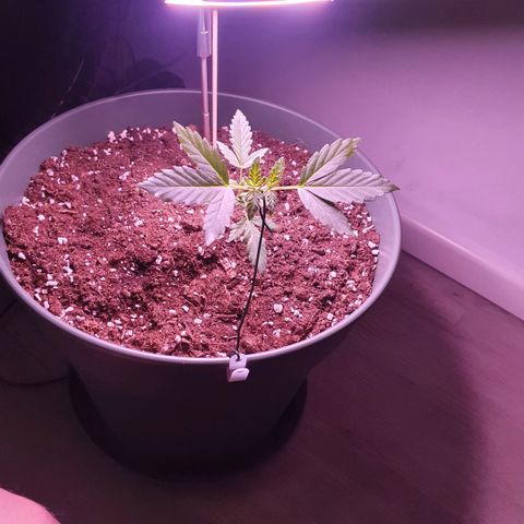 Sticky Orange 🍊 growlog timeline photo
