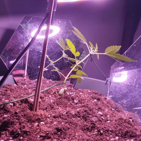 Sticky Orange 🍊 growlog timeline photo