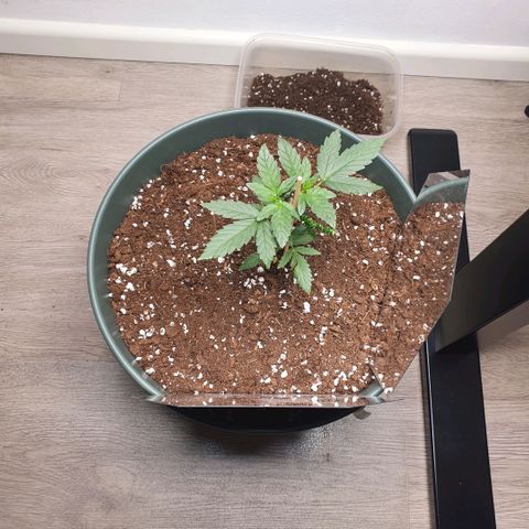 Sticky Orange 🍊 growlog timeline photo