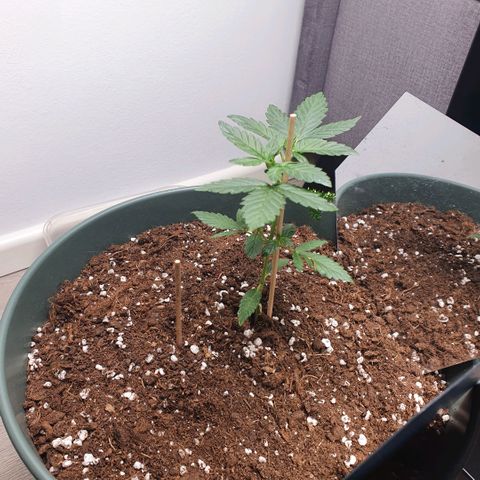 Sticky Orange 🍊 growlog timeline photo
