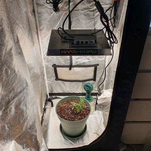 Sticky Orange 🍊 growlog timeline photo
