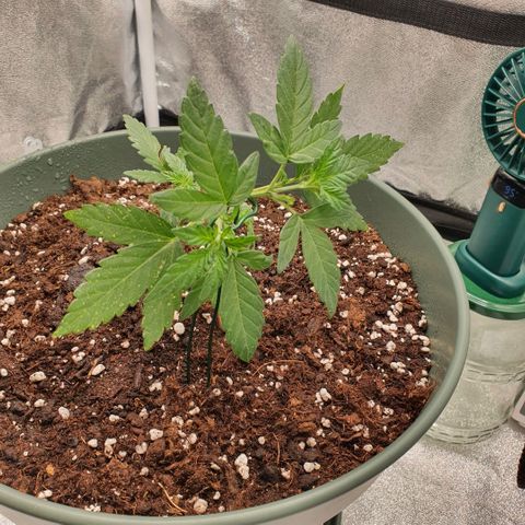 Sticky Orange 🍊 growlog timeline photo