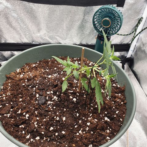 Sticky Orange 🍊 growlog timeline photo