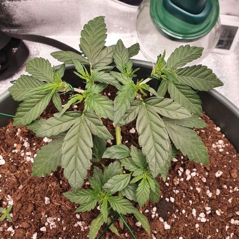 Sticky Orange 🍊 growlog timeline photo