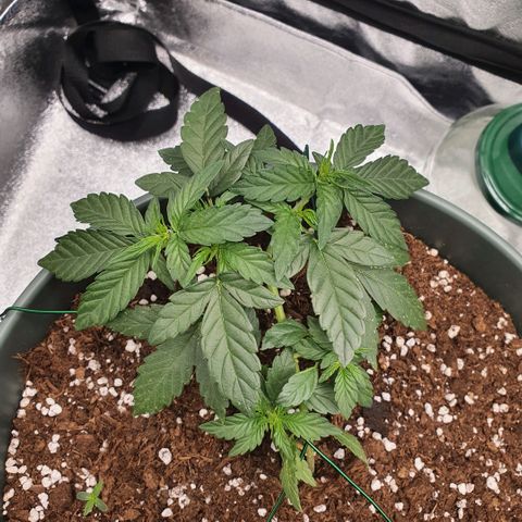 Sticky Orange 🍊 growlog timeline photo