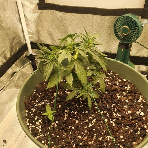 Sticky Orange 🍊 growlog timeline photo