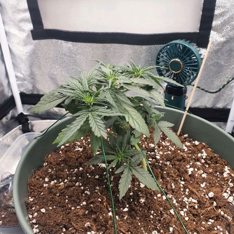 Sticky Orange 🍊 growlog timeline photo