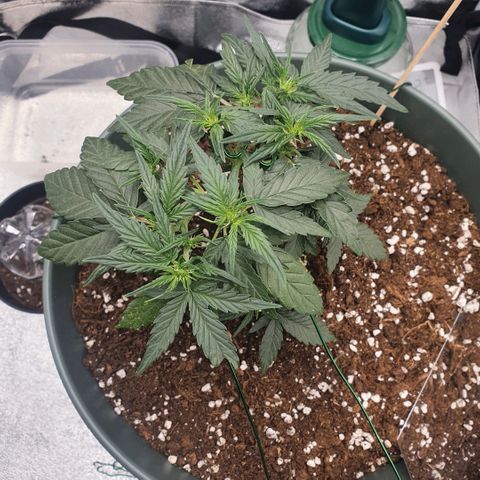 Sticky Orange 🍊 growlog timeline photo