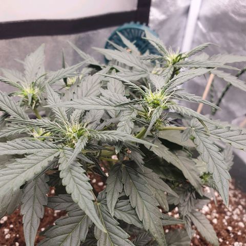 Sticky Orange 🍊 growlog timeline photo