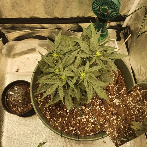 Sticky Orange 🍊 growlog timeline photo