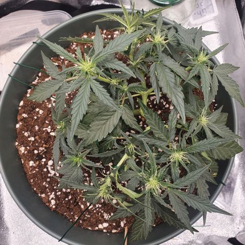 Sticky Orange 🍊 growlog timeline photo