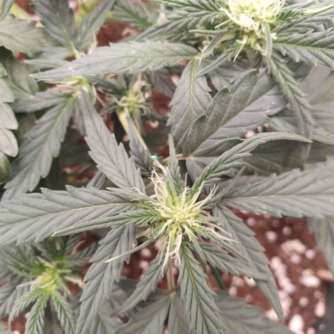 Sticky Orange 🍊 growlog timeline photo