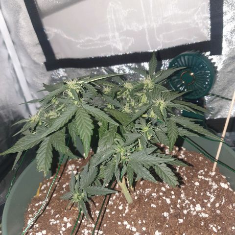 Sticky Orange 🍊 growlog timeline photo