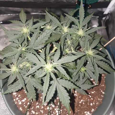 Sticky Orange 🍊 growlog timeline photo