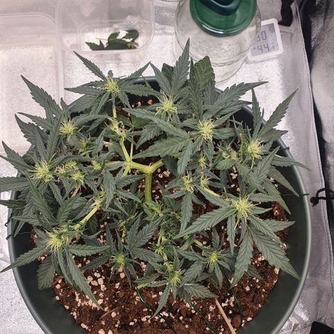 Sticky Orange 🍊 growlog timeline photo