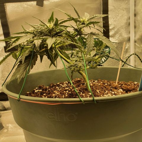 Sticky Orange 🍊 growlog timeline photo