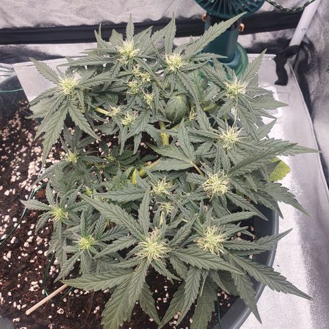 Sticky Orange 🍊 growlog timeline photo