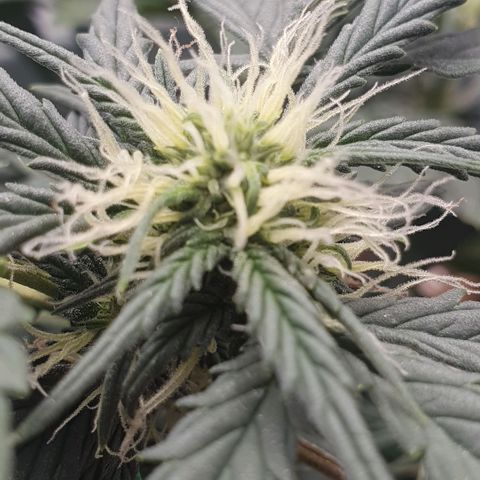 Sticky Orange 🍊 growlog timeline photo