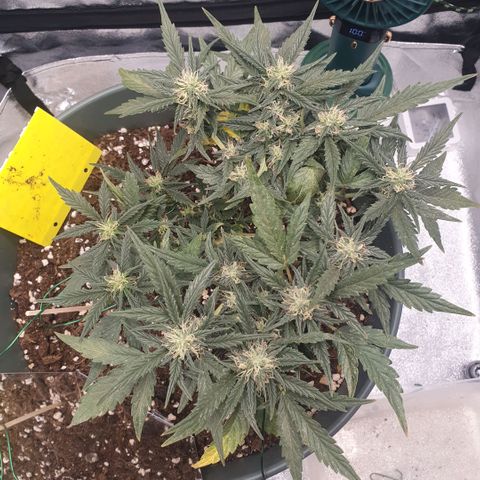 Sticky Orange 🍊 growlog timeline photo