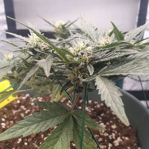 Sticky Orange 🍊 growlog timeline photo