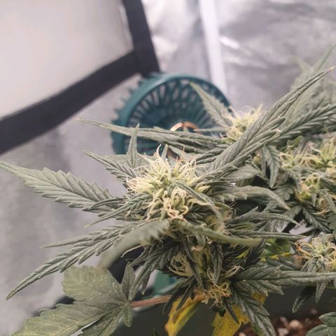 Sticky Orange 🍊 growlog timeline photo