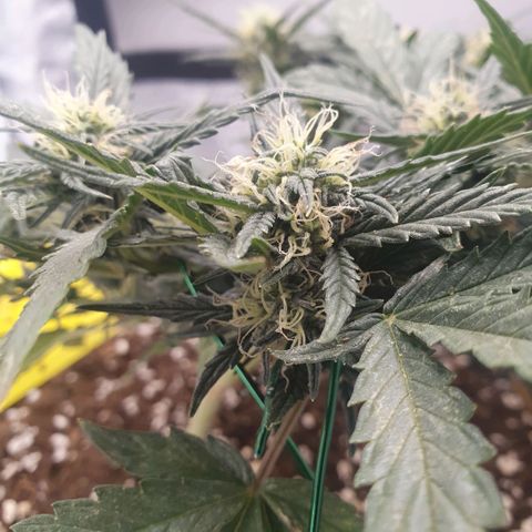 Sticky Orange 🍊 growlog timeline photo