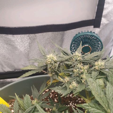 Sticky Orange 🍊 growlog timeline photo