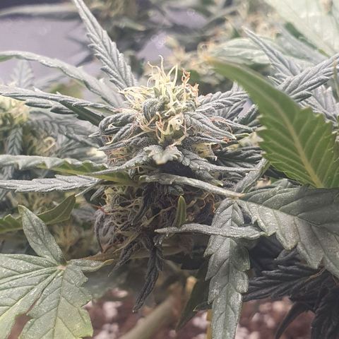 Sticky Orange 🍊 growlog timeline photo