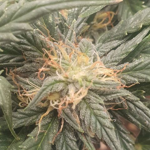 Sticky Orange 🍊 growlog timeline photo