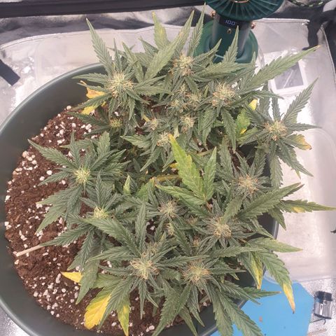 Sticky Orange 🍊 growlog timeline photo