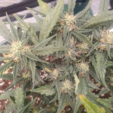 Sticky Orange 🍊 growlog timeline photo