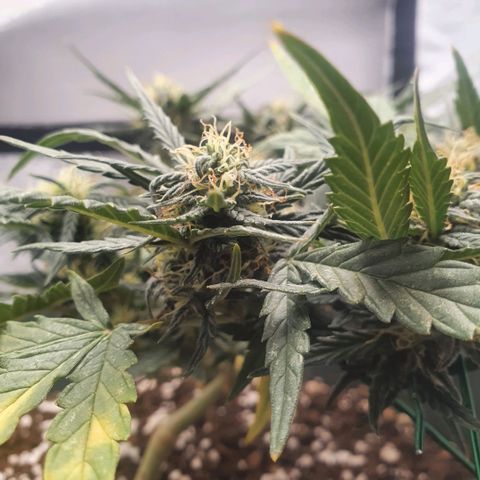 Sticky Orange 🍊 growlog timeline photo