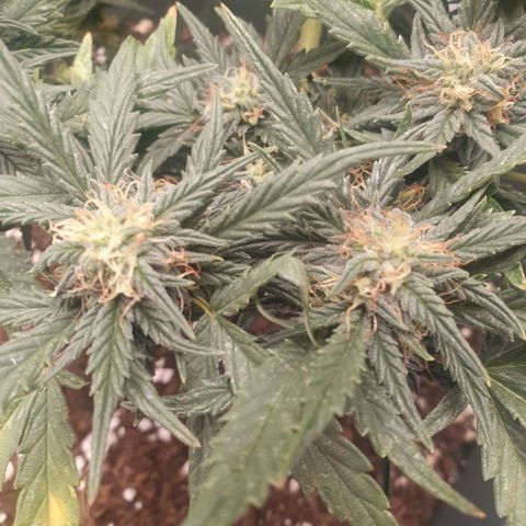 Sticky Orange 🍊 growlog timeline photo