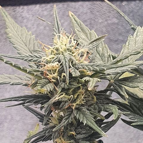 Sticky Orange 🍊 growlog timeline photo