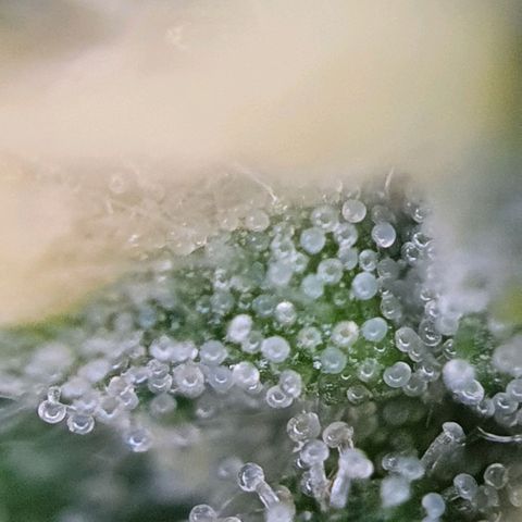 Sticky Orange 🍊 growlog photo: Da können die noch ein wenig reifer werden denk ich ;)