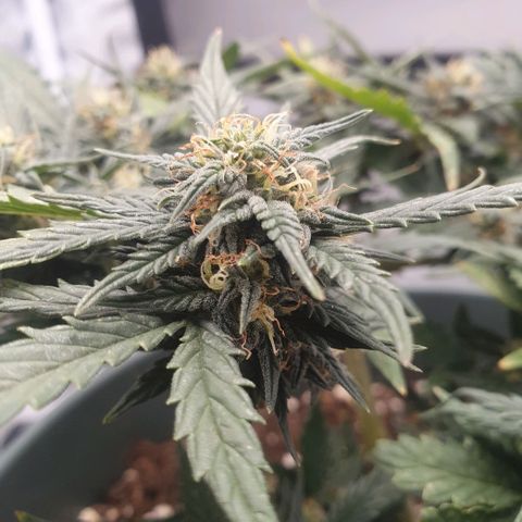 Sticky Orange 🍊 growlog timeline photo