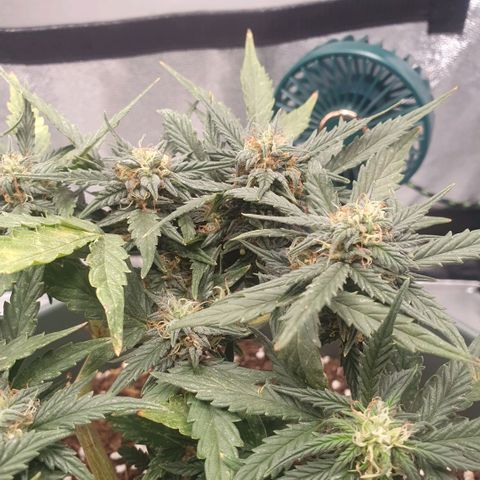 Sticky Orange 🍊 growlog timeline photo