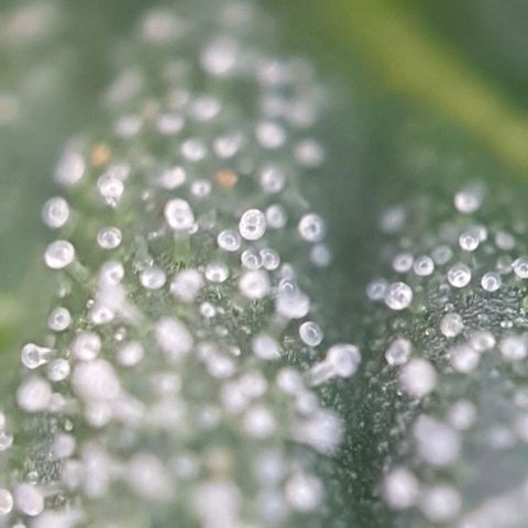 Sticky Orange 🍊 growlog timeline photo