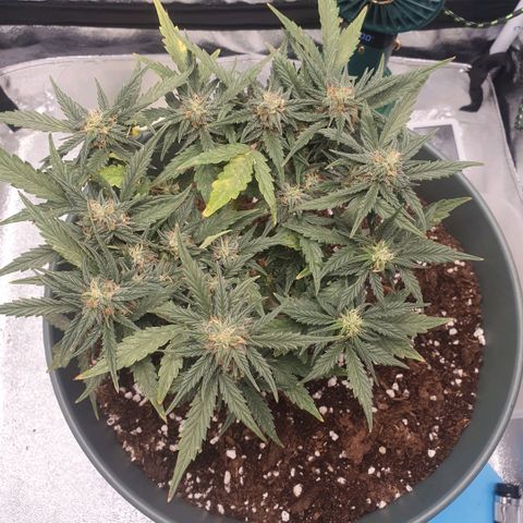 Sticky Orange 🍊 growlog timeline photo