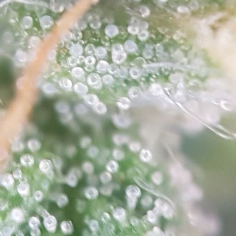 Sticky Orange 🍊 growlog timeline photo